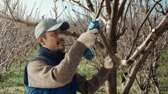Bosch Pro Pruner Profesyonel Akülü Bahçe Makası - 06019K1020